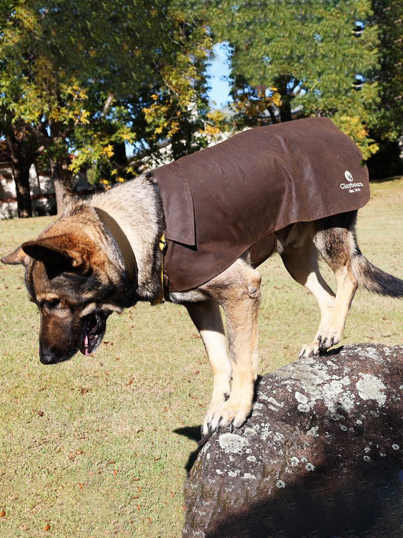 Felix Dog Coat